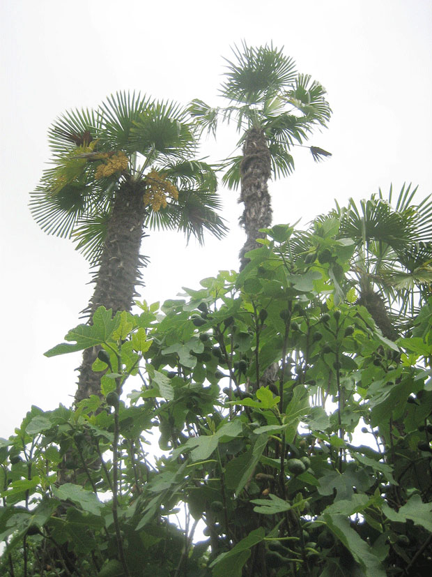 Palmen im Kurpark